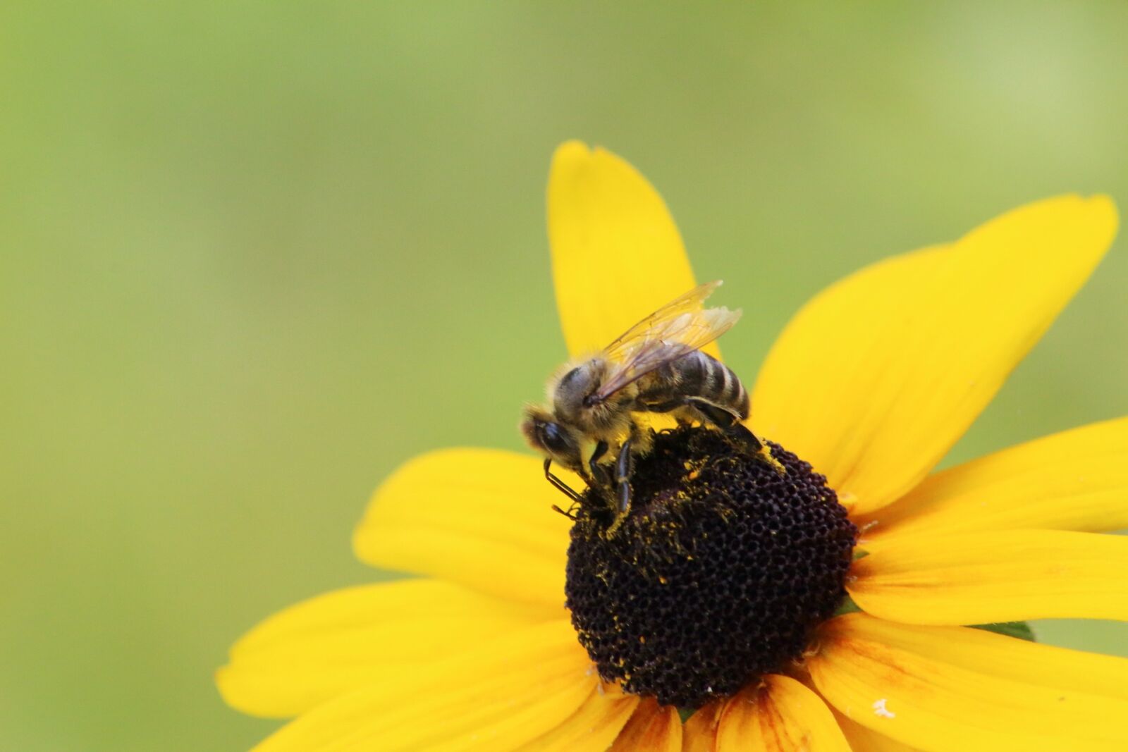 Canon EOS 1200D (EOS Rebel T5 / EOS Kiss X70 / EOS Hi) sample photo. Nature, insect, outdoors photography