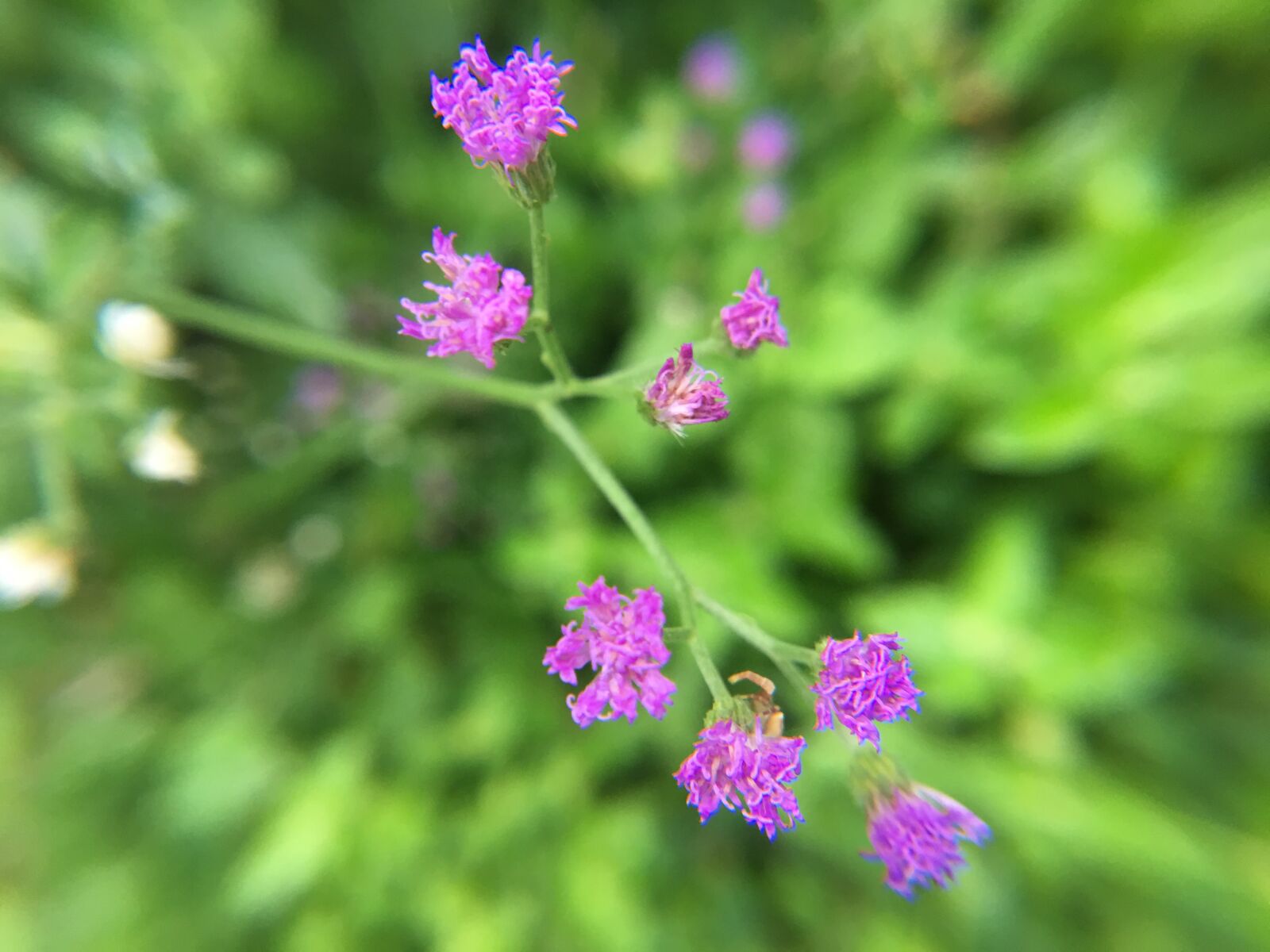 iPhone 6s Plus back camera 4.15mm f/2.2 sample photo. Flowers, beautiful, spring photography