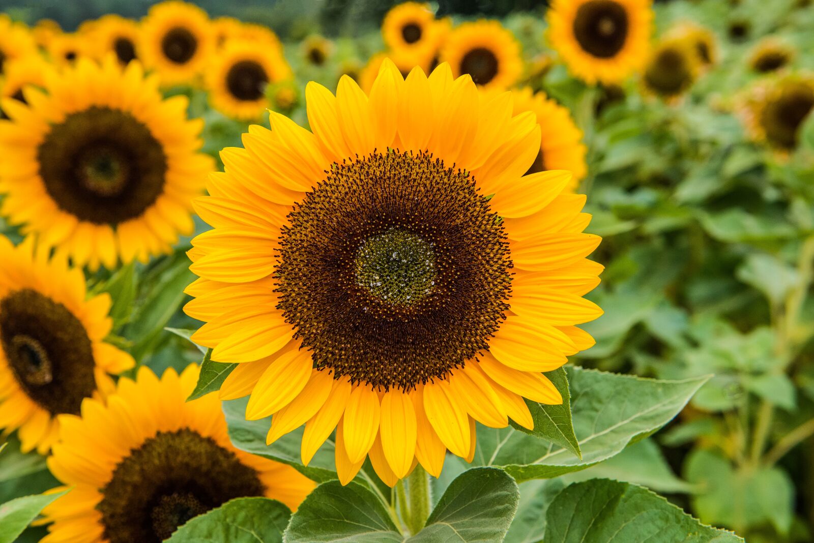 Nikon D800 sample photo. Sunflower, sunflower field, sunflower photography