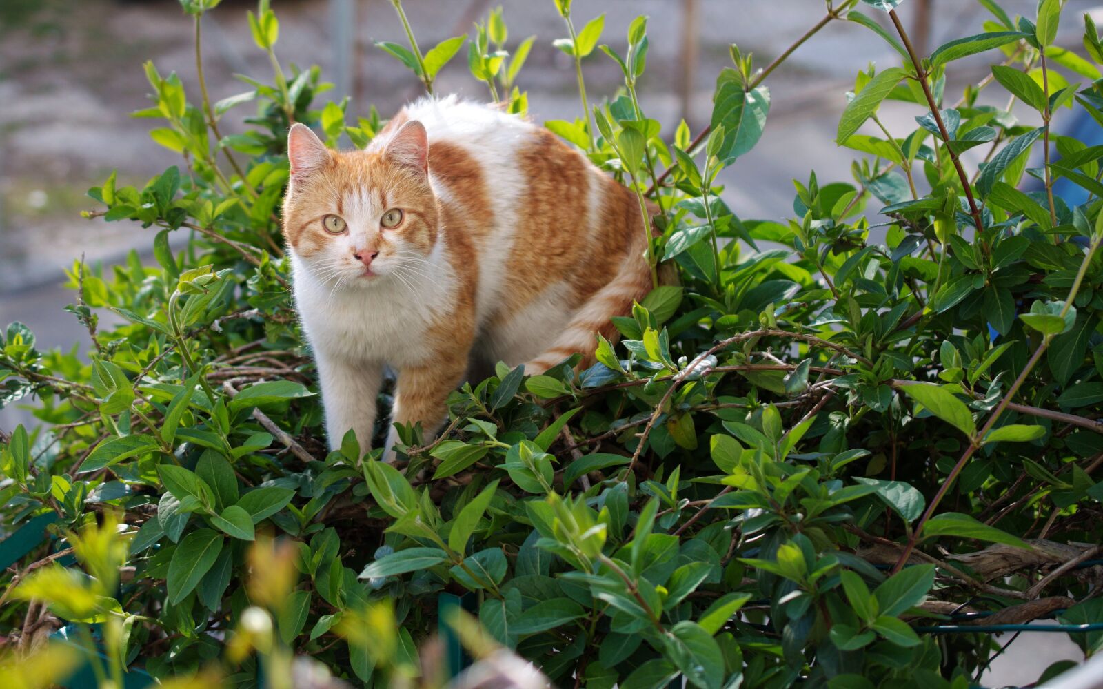 Nikon D5300 sample photo. Cat, pet, feline photography