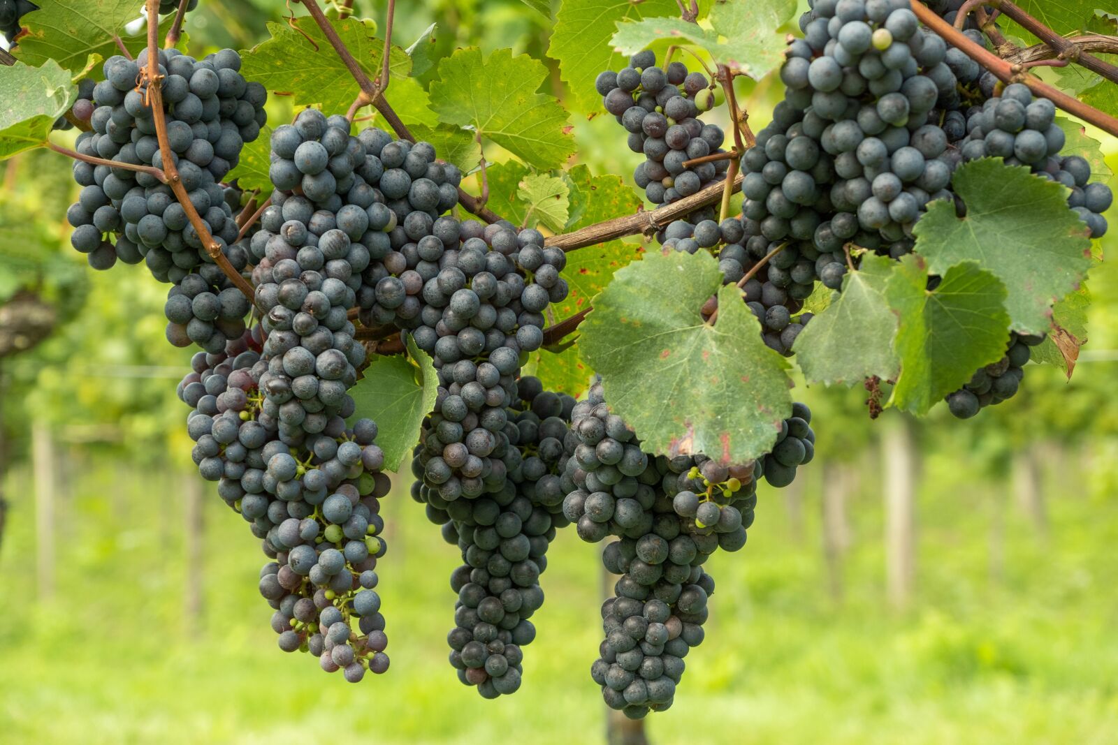 Fujifilm X-T3 sample photo. Grapes, vines, fresh grapes photography