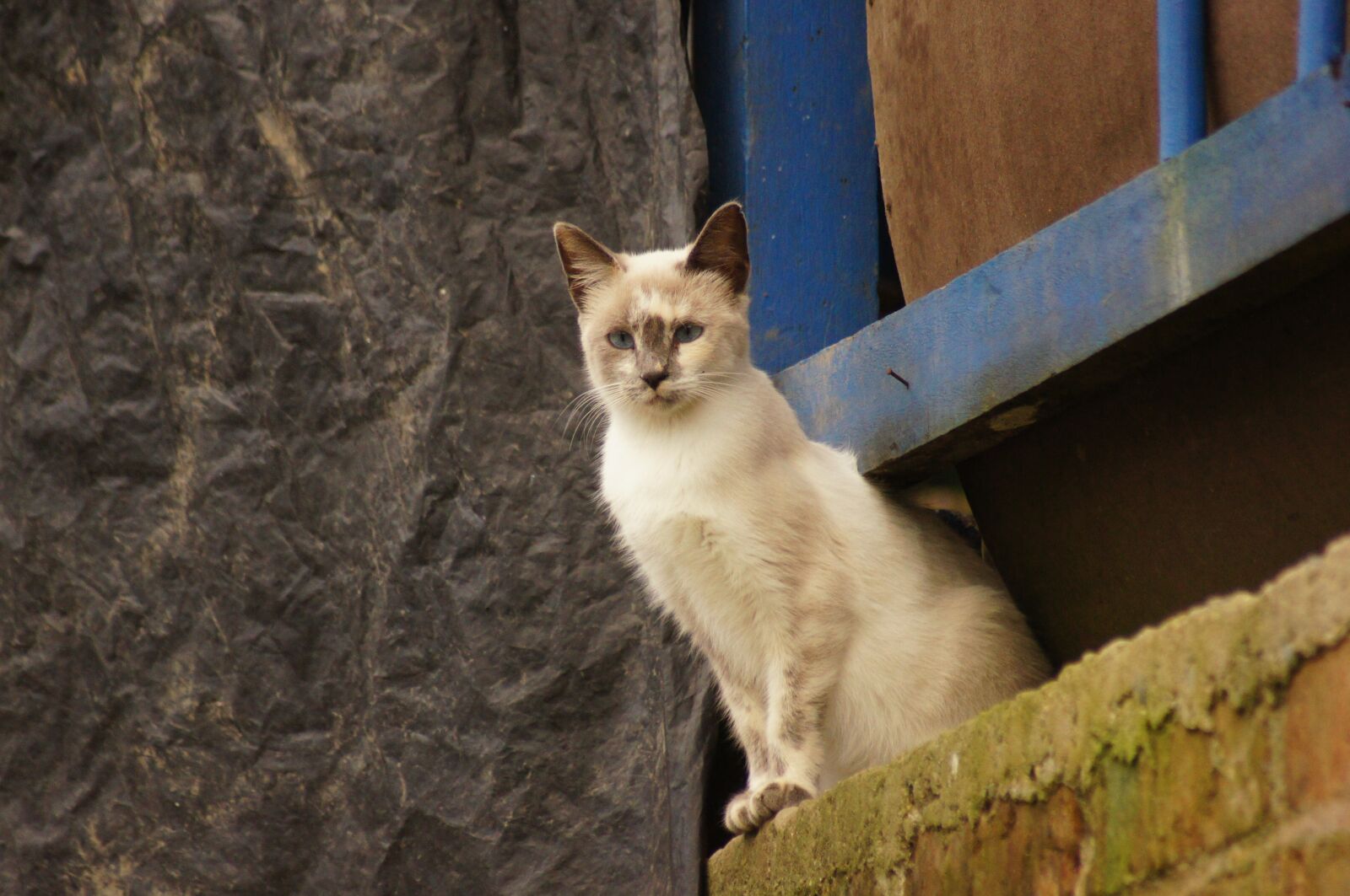 Sony SLT-A55 (SLT-A55V) sample photo. Animals, of the, field photography