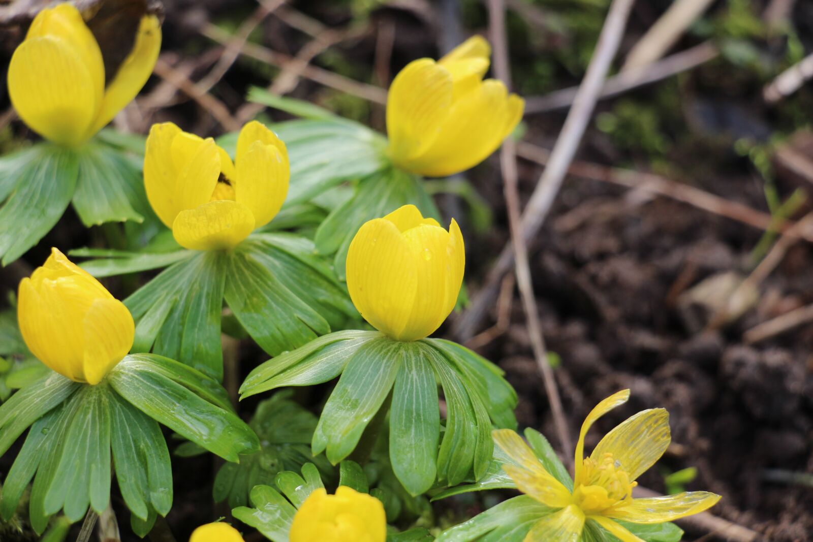 Canon EOS 700D (EOS Rebel T5i / EOS Kiss X7i) sample photo. Flower, nature, spring photography