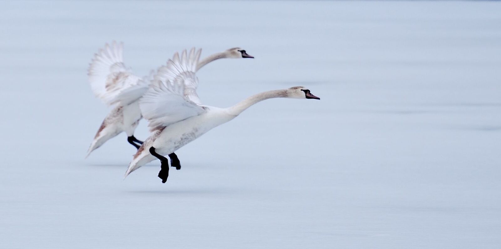 Nikon D60 sample photo. Geese, flight, ice photography