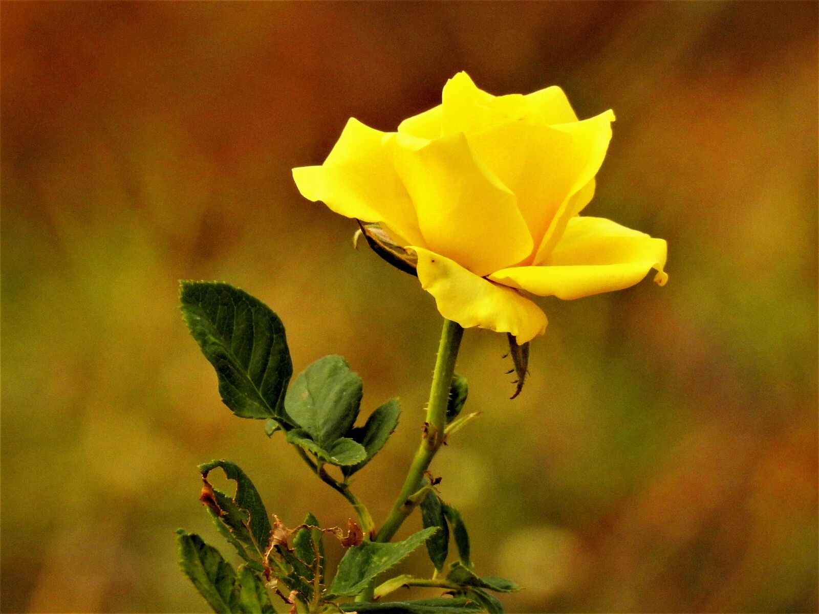 Nikon Coolpix P900 sample photo. Rose, yellow rose, blossom photography