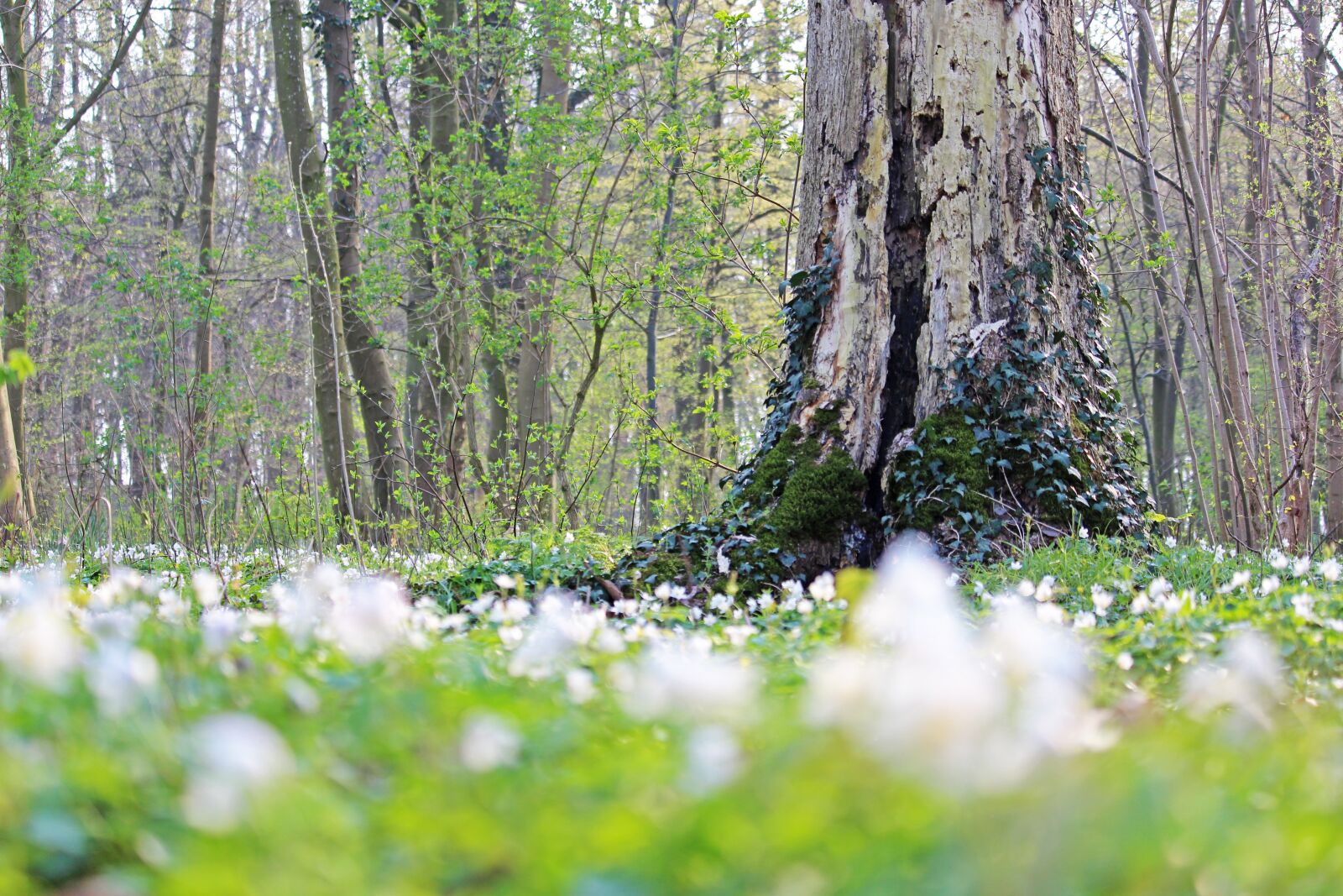 Canon EF-S 55-250mm F4-5.6 IS STM sample photo. Wood anemone, forest flower photography