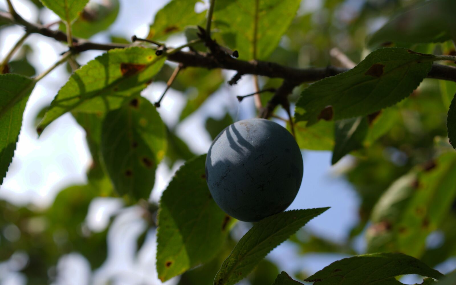 Sony Alpha DSLR-A350 sample photo. Flora, fauna, macro photography