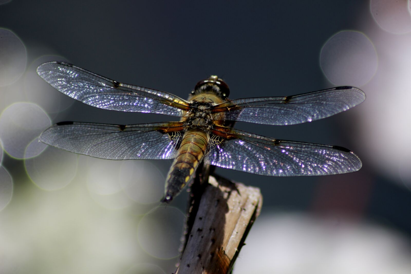 Canon EOS 100D (EOS Rebel SL1 / EOS Kiss X7) sample photo. Dragonfly, pond, sky photography
