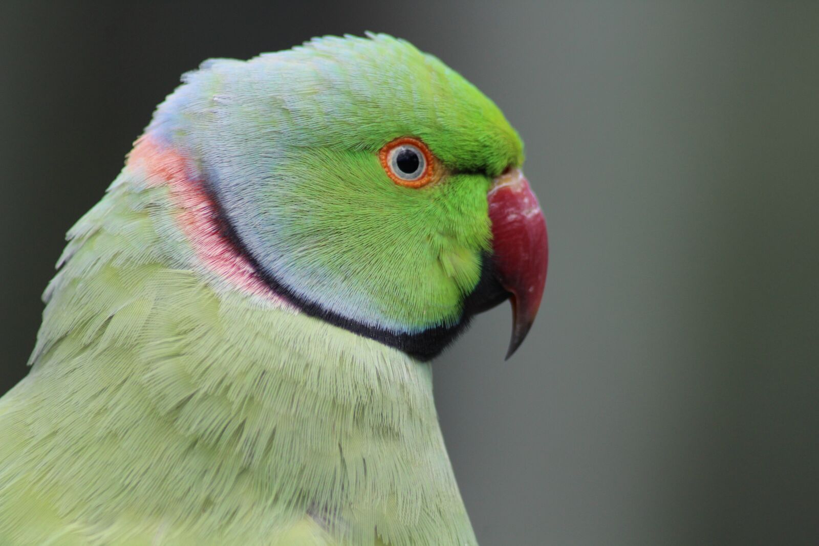 Canon EOS 1300D (EOS Rebel T6 / EOS Kiss X80) sample photo. Parrot, bird, green photography