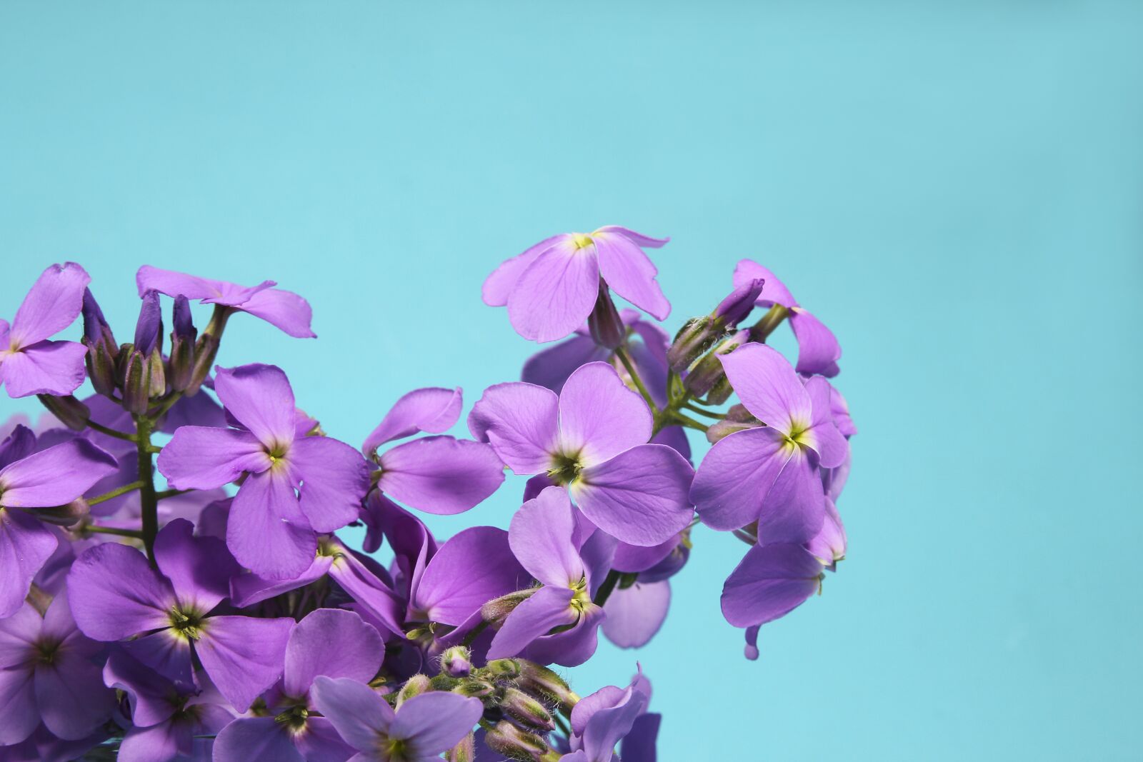 Canon EOS 60D sample photo. Flowers, bouquet, purple photography