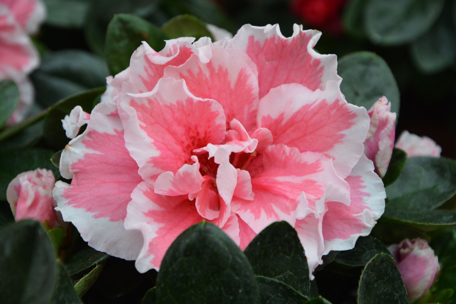 Nikon D5200 sample photo. Flower, color pink, nature photography