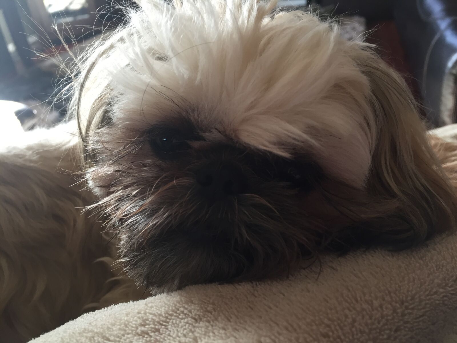 iPhone 6 back camera 4.15mm f/2.2 sample photo. Dog, sleepy, pet photography