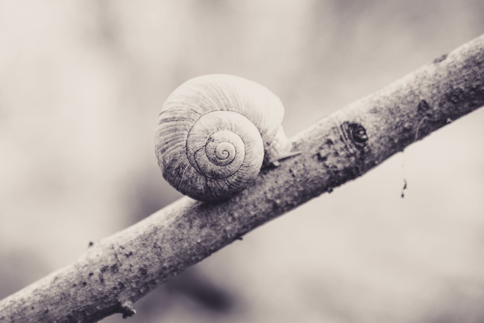 Fujifilm XF 18-135mm F3.5-5.6 R LM OIS WR sample photo. Snail, shell, branch photography