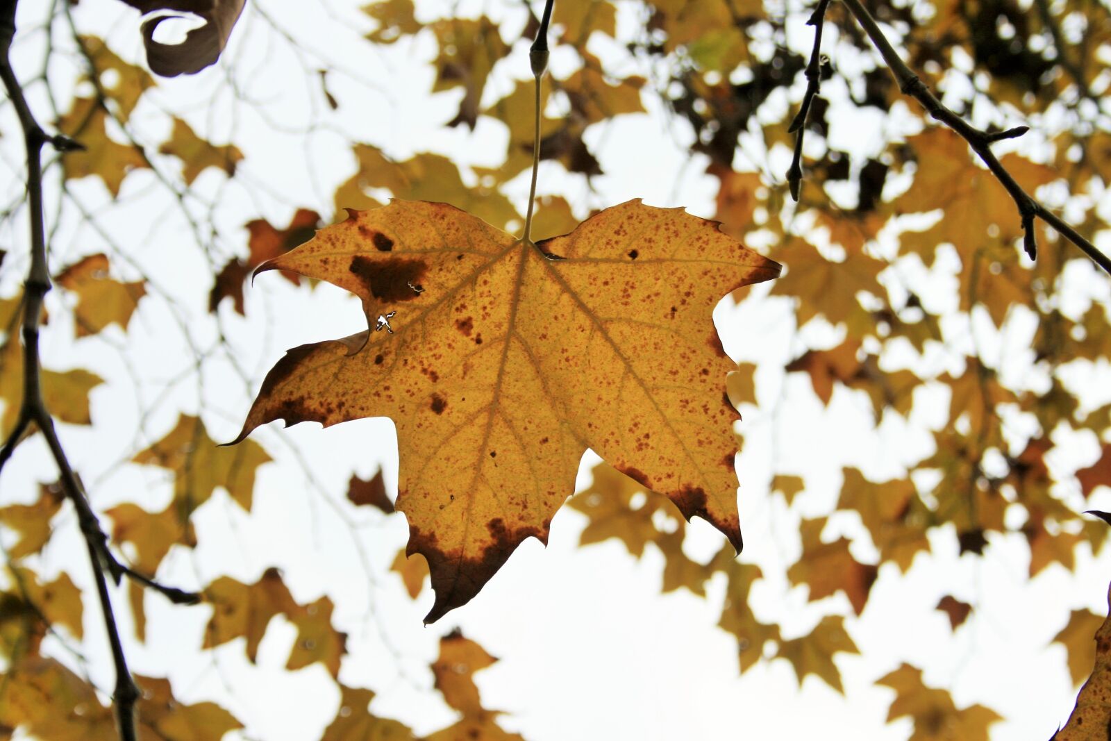Canon EOS 400D (EOS Digital Rebel XTi / EOS Kiss Digital X) sample photo. Maple, maple leaves, maple photography