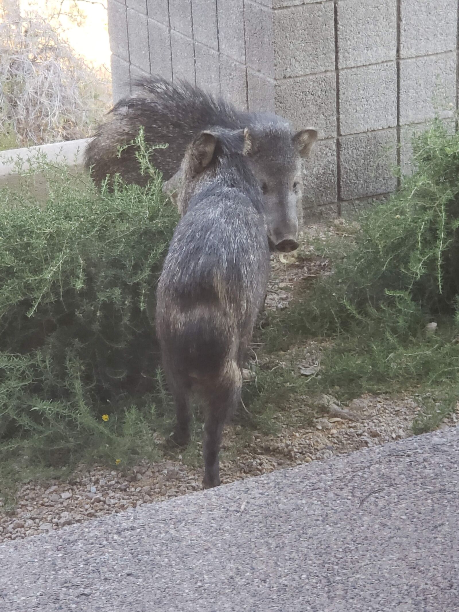 Samsung Galaxy S9+ sample photo. Javalina, pig, scottsdale photography