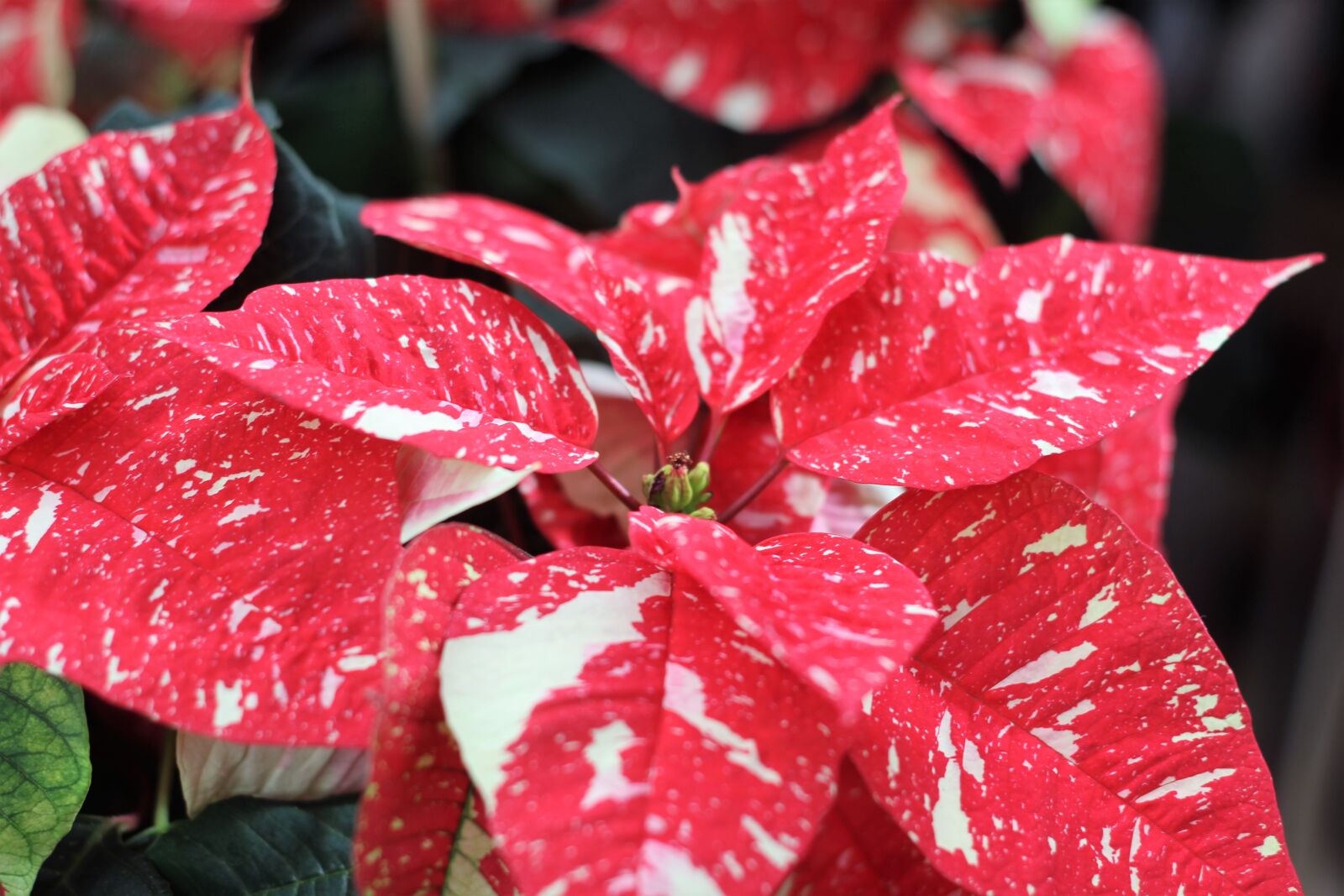 Canon EOS 600D (Rebel EOS T3i / EOS Kiss X5) + Canon EF 50mm F1.8 II sample photo. Poinsettia, christmas flower, star photography