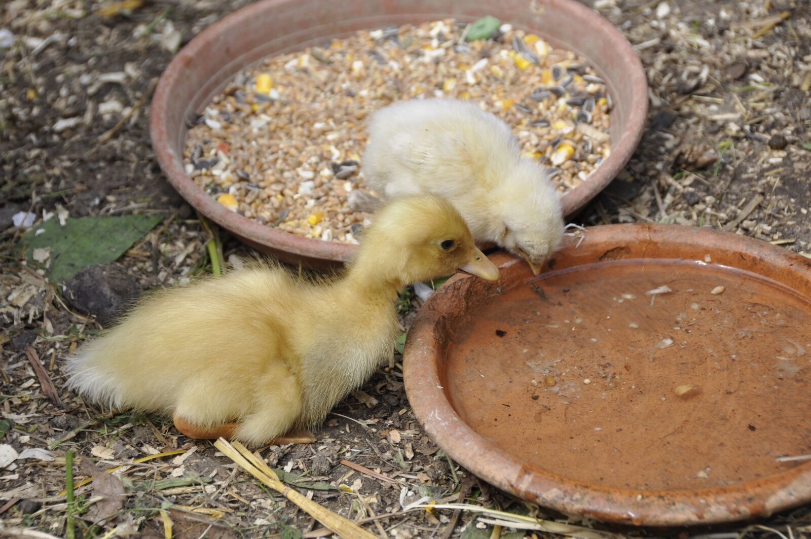 Nikon D90 sample photo. Ducky, duck, chicks photography