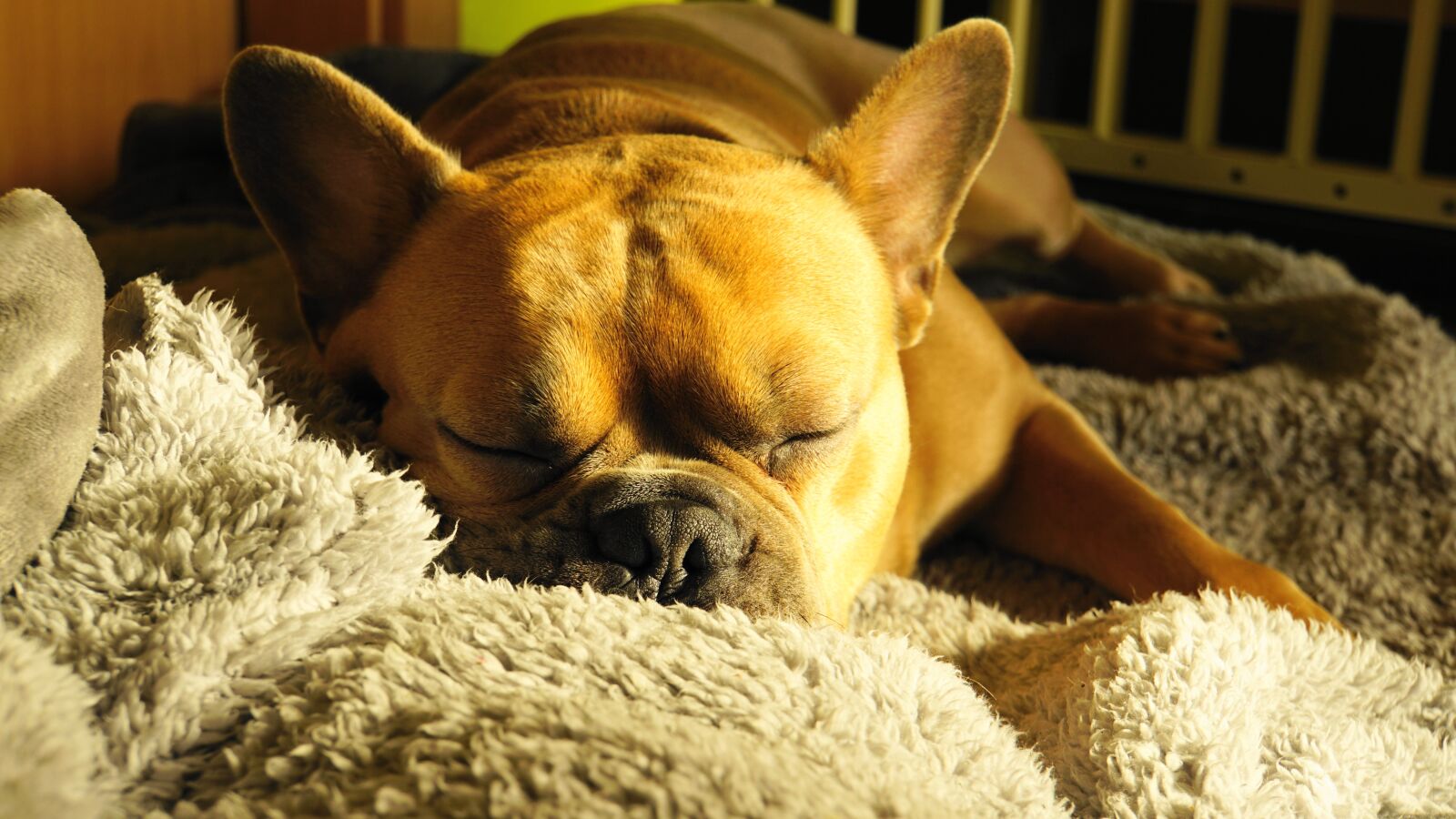 Sony a6000 sample photo. French bulldog, dog, sleeping photography