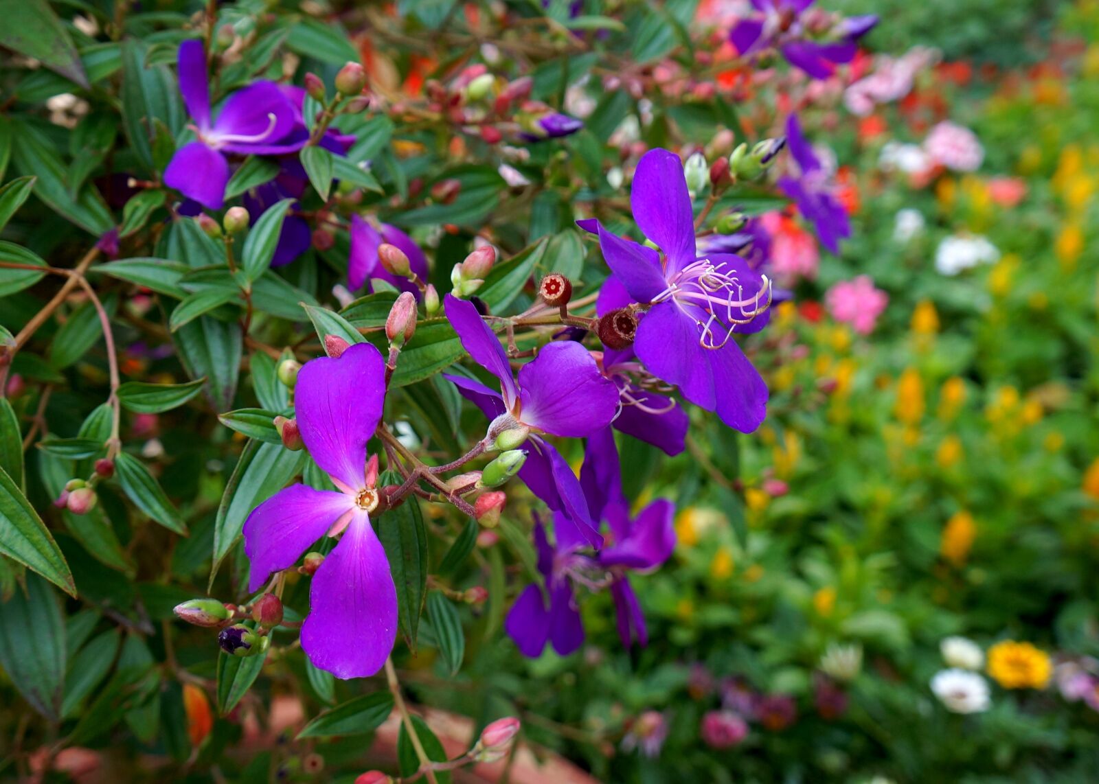 Sony Alpha NEX-F3 + Sony E 18-55mm F3.5-5.6 OSS sample photo. Purple flowers, bunches of photography