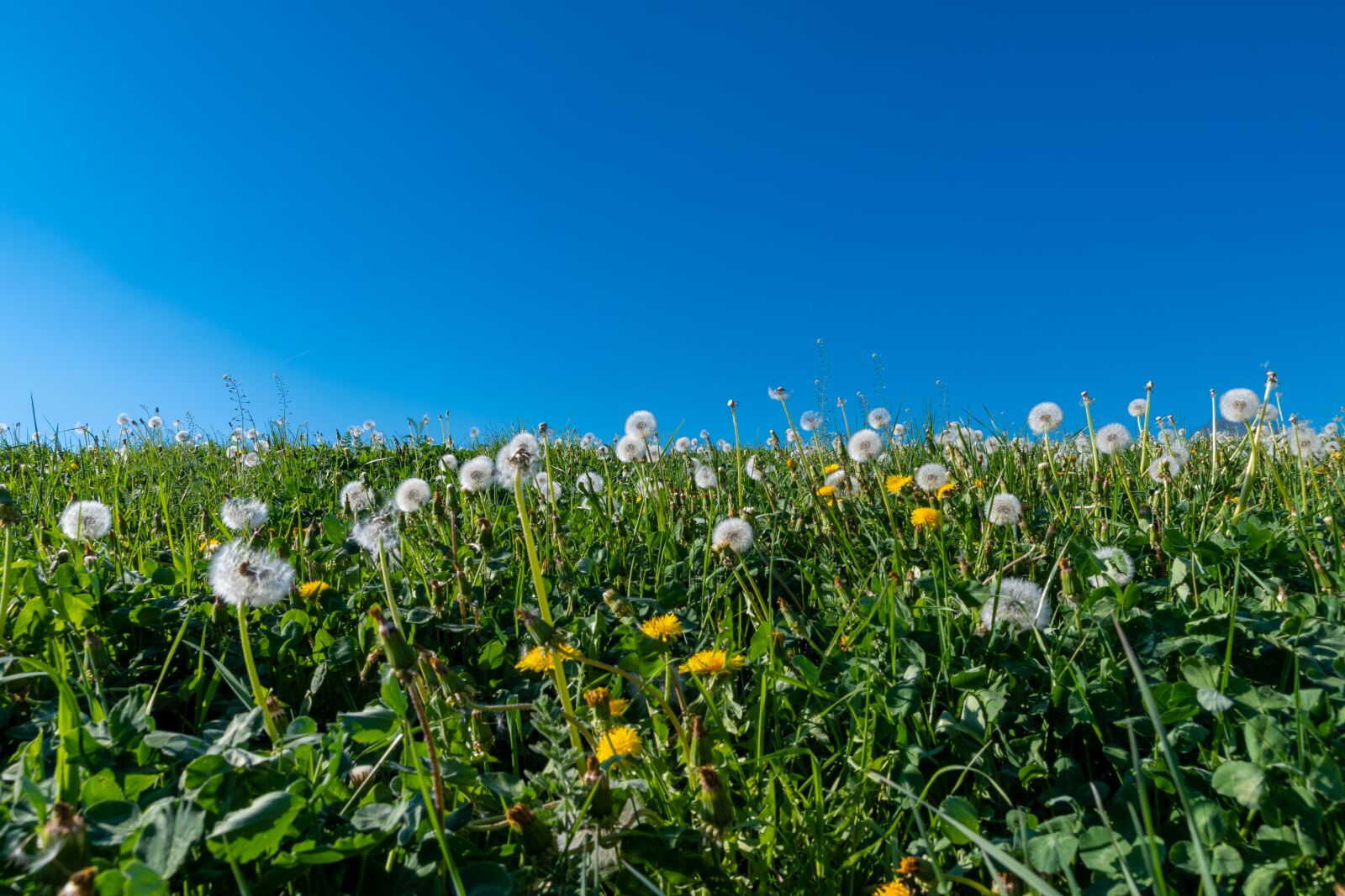 Nikon D500 sample photo. Meadow, flower meadow, sun photography