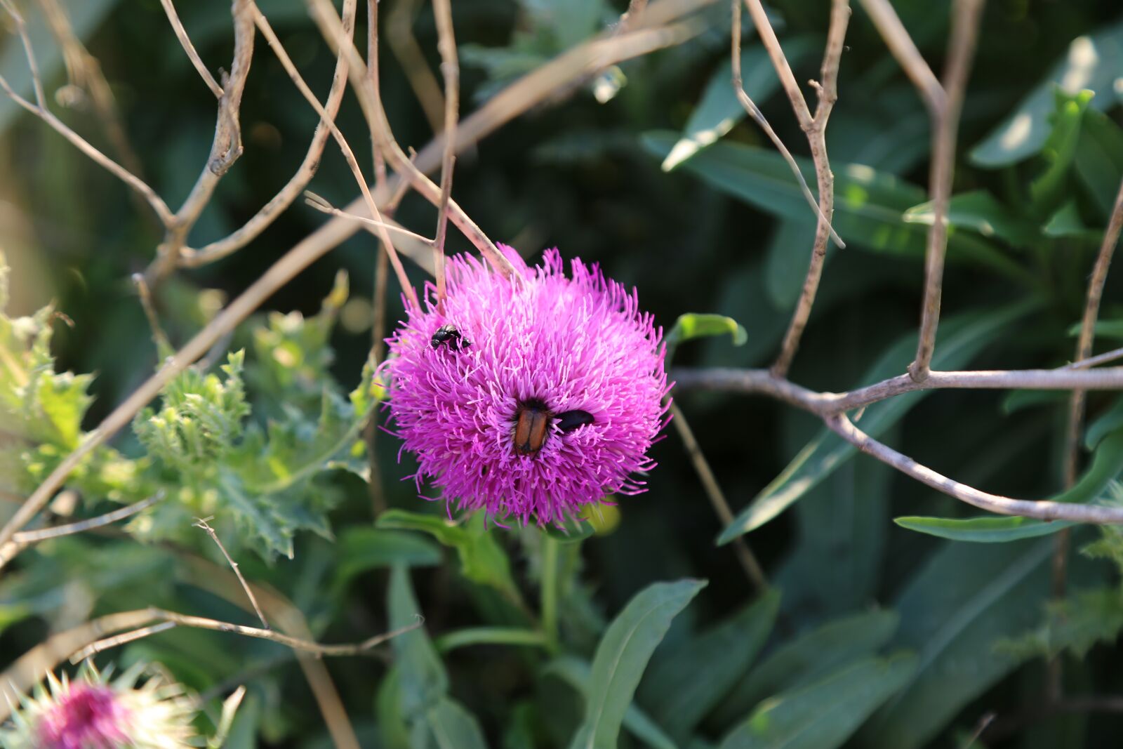 Canon EF 24-105mm F4L IS USM sample photo. Spring, spring flowers, flower photography