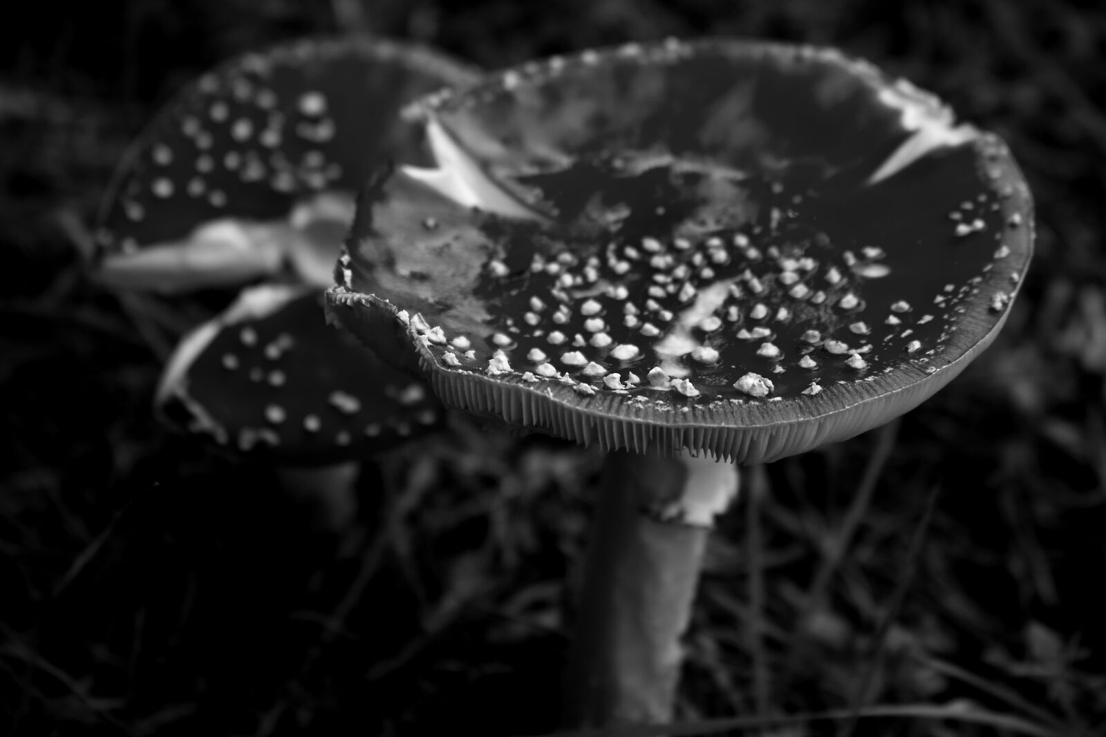 Canon EOS 100D (EOS Rebel SL1 / EOS Kiss X7) sample photo. Fungus, autumns, nature photography