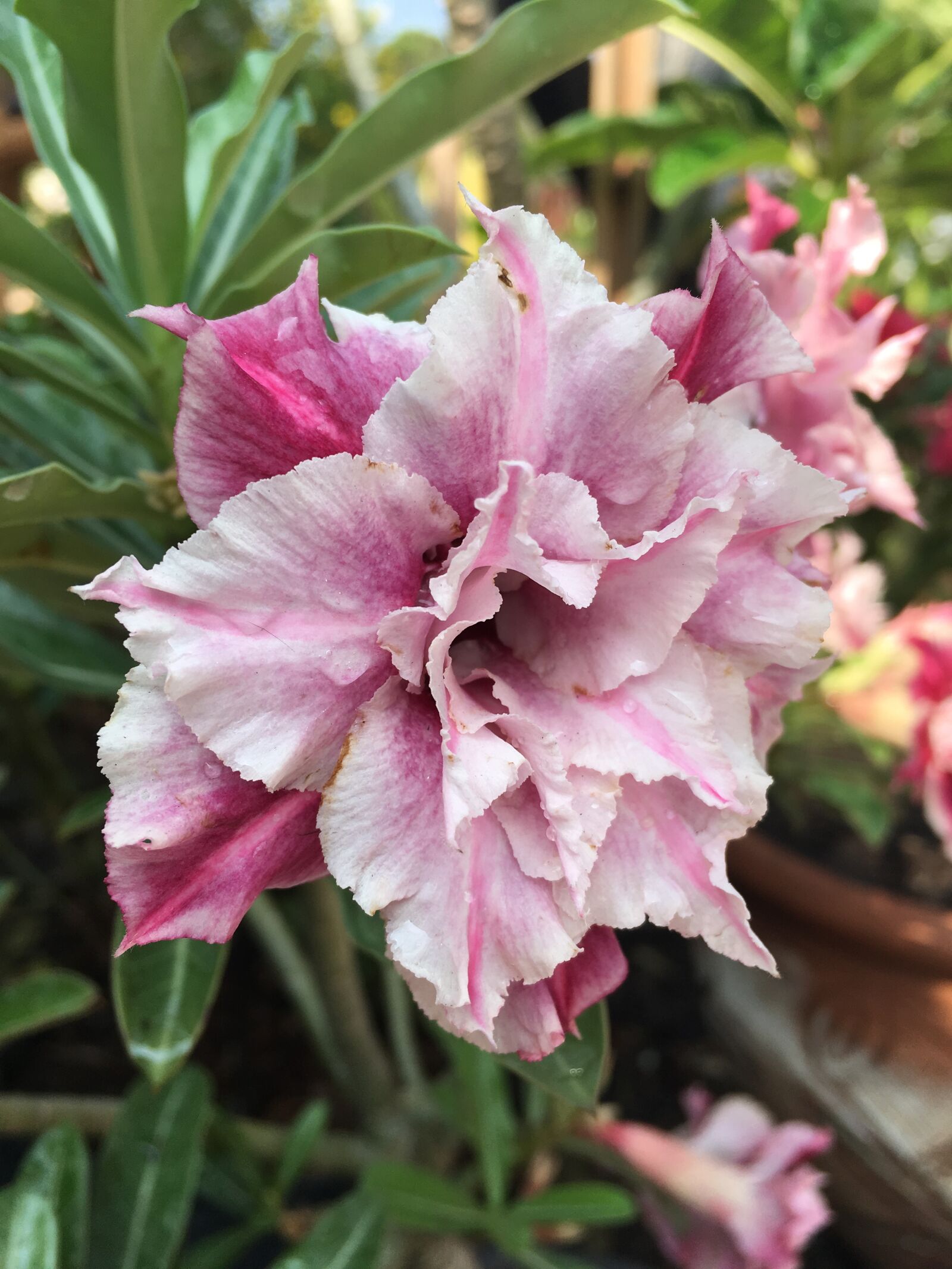 Apple iPhone 6s Plus sample photo. Flower, flowers, violate photography