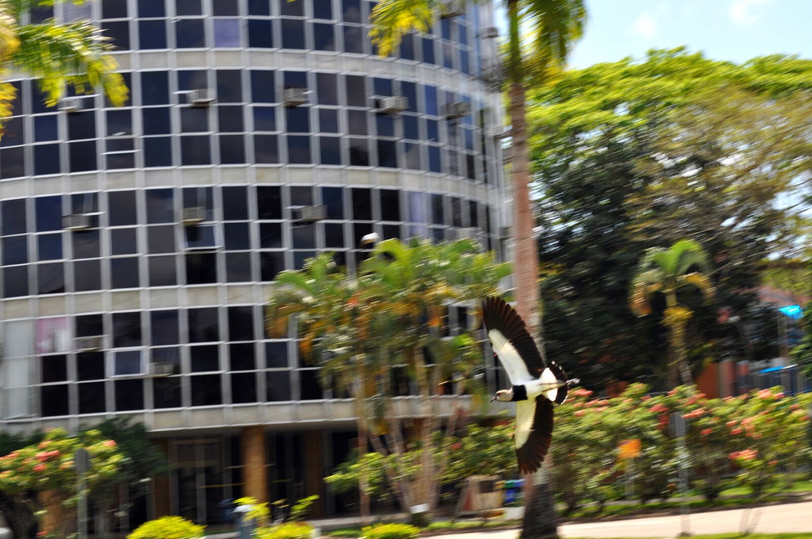 Nikon D5000 sample photo. Bird, black, wings, flying photography