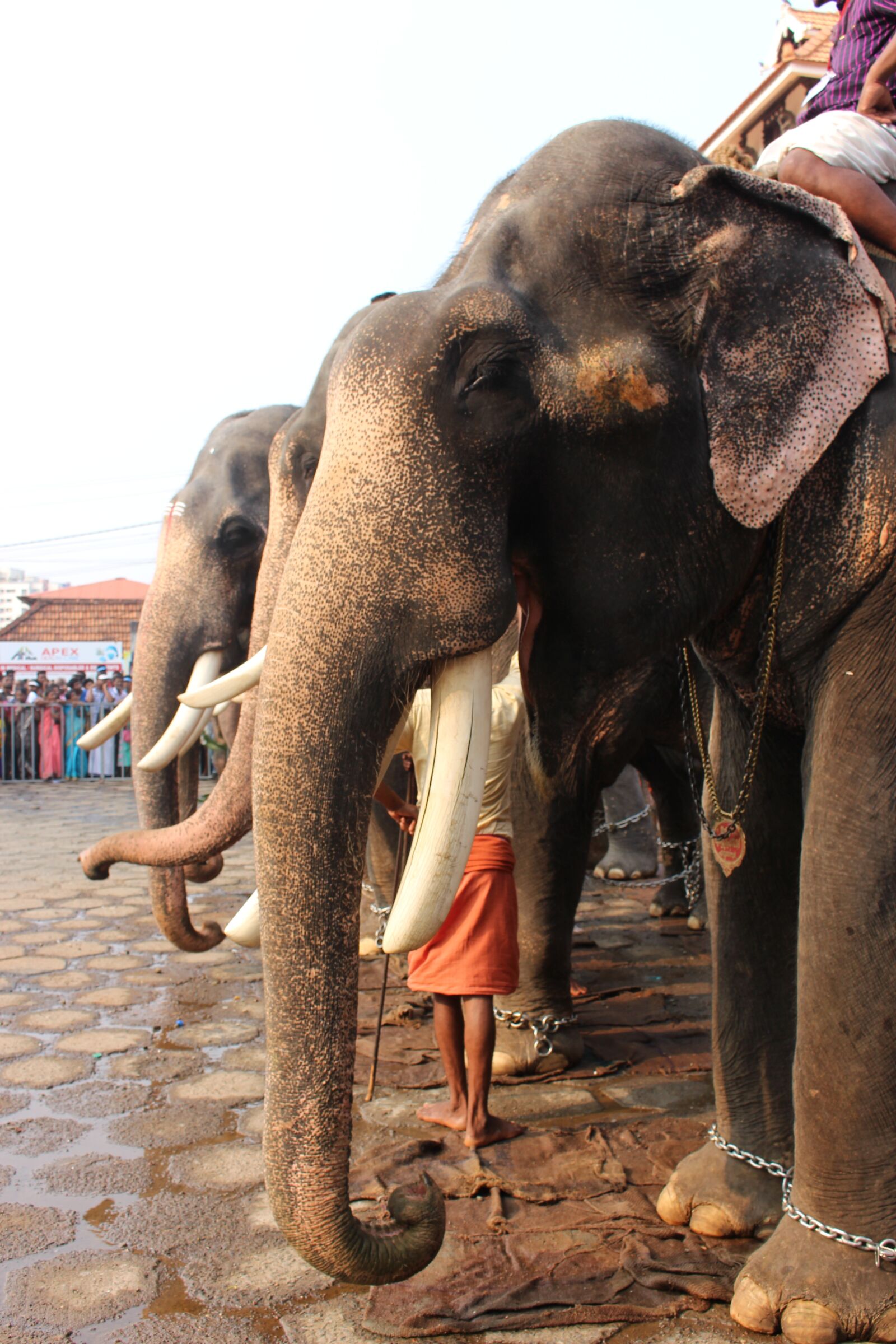 Canon EOS 700D (EOS Rebel T5i / EOS Kiss X7i) sample photo. Elephant, festival, hindu photography