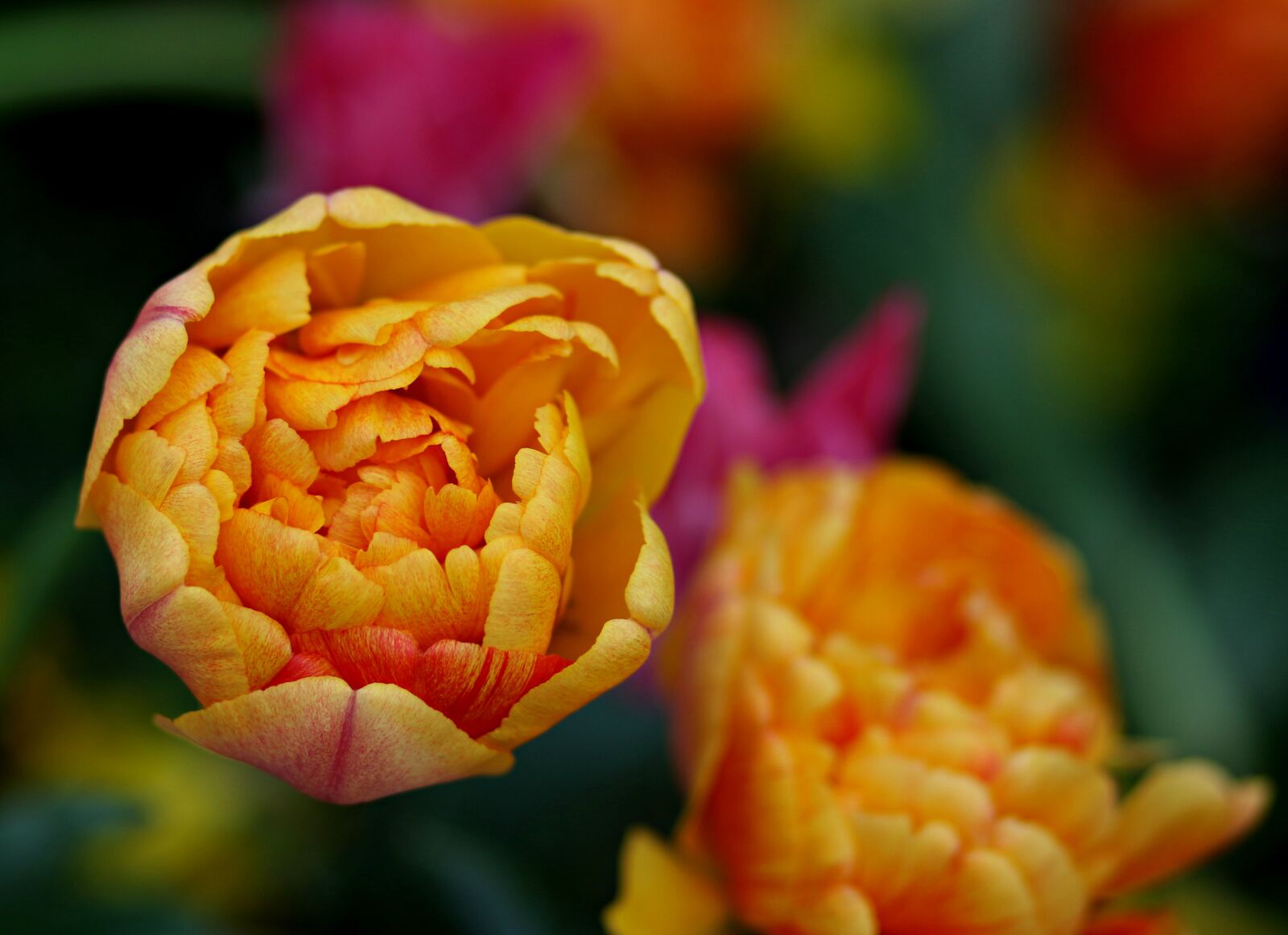 Canon EF 85mm F1.8 USM sample photo. Tulips, yellow, coloring photography