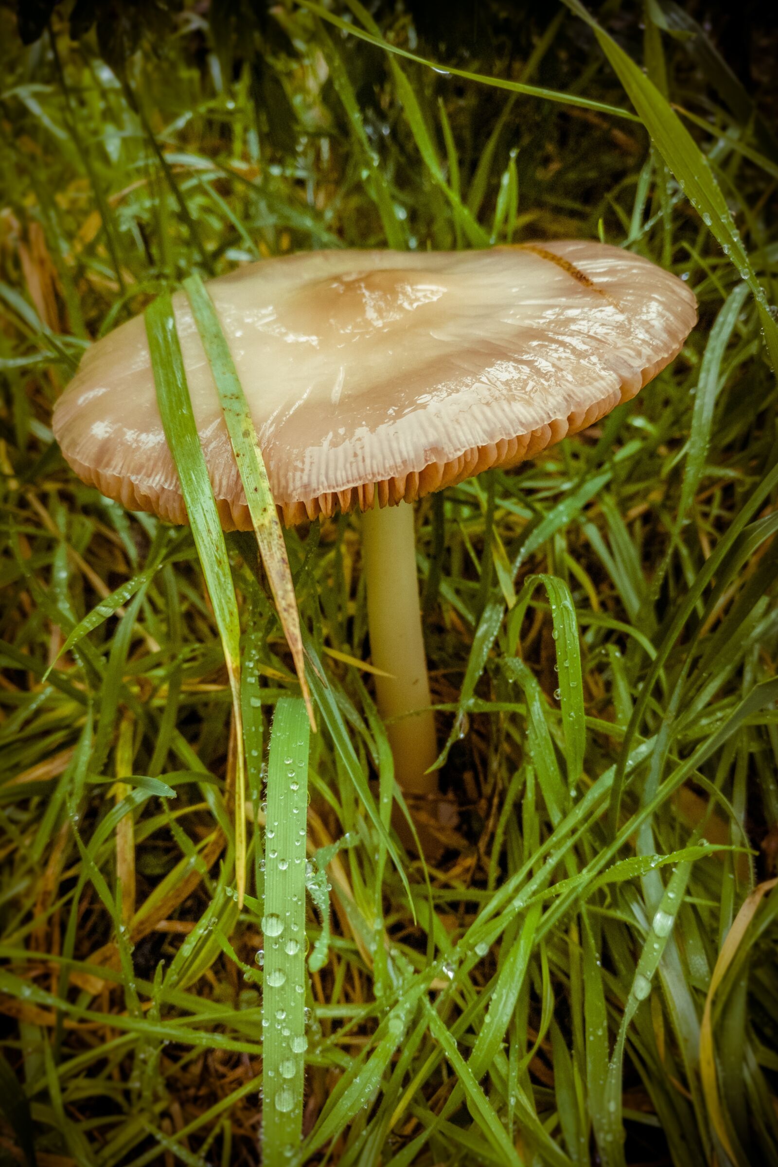 OnePlus A3003 sample photo. Mushroom, brown, greenery photography