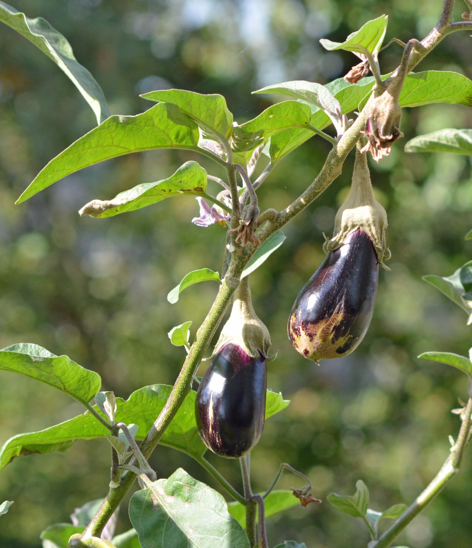 Nikon D5200 sample photo. Vegetable, eggplant, vegetable garden photography