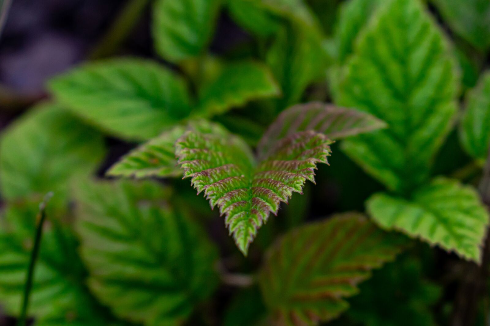 Nikon D5300 sample photo. Brombeerblatt, close up, macro photography