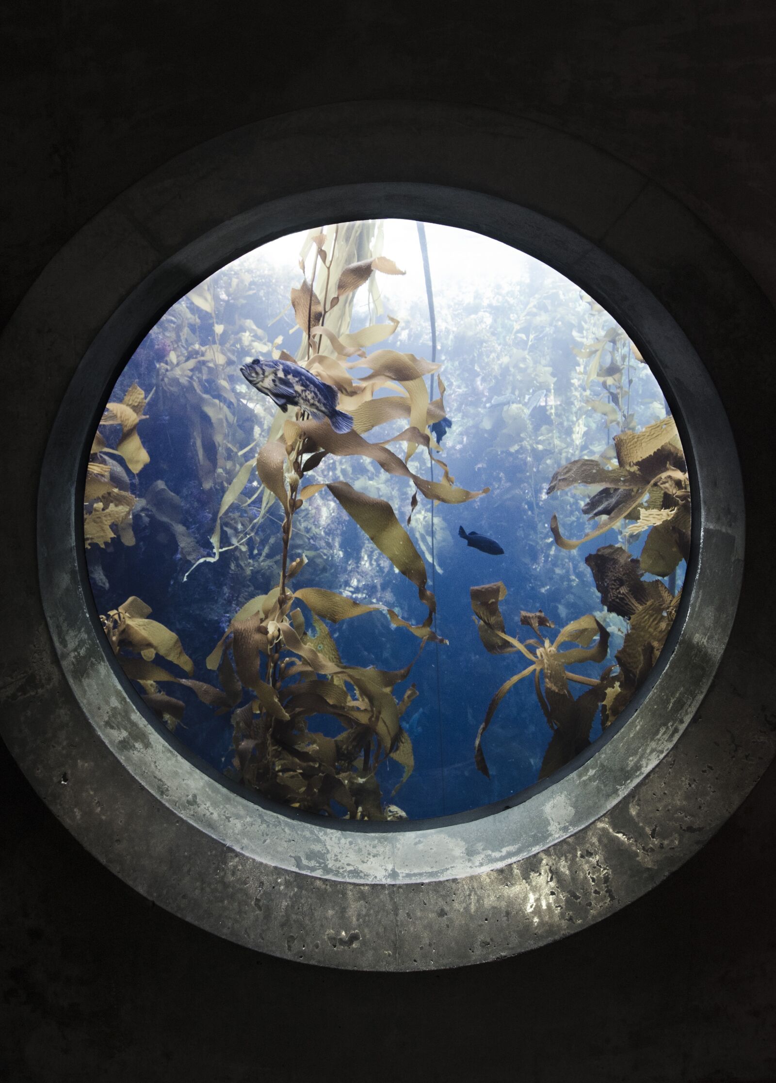 Nikon D7000 sample photo. Portal, fish, aquarium photography