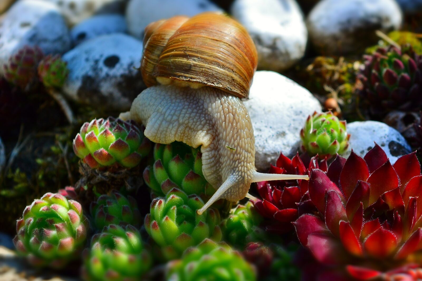 Nikon D5200 sample photo. Snail, wirbellos, mollusk photography