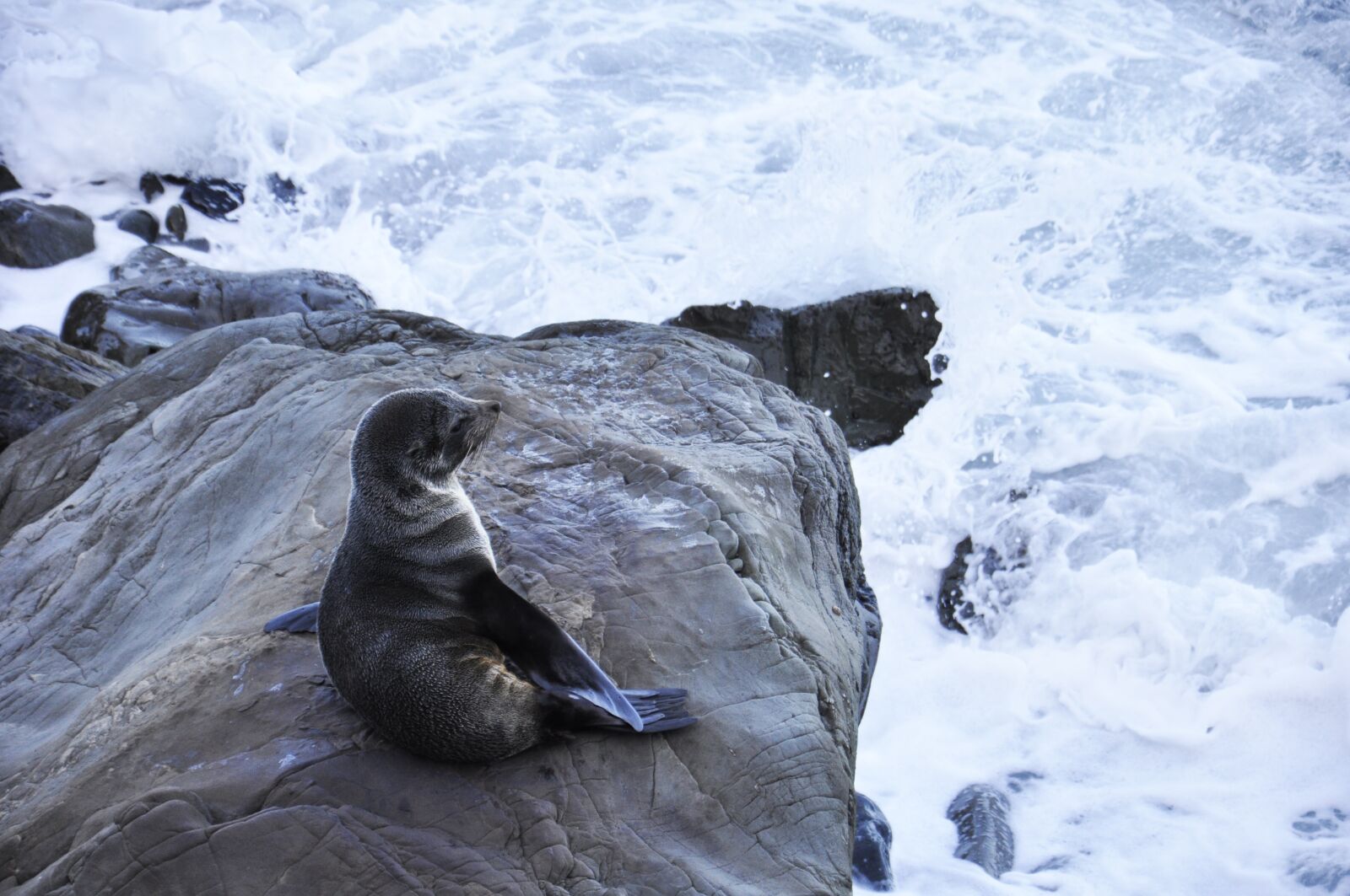 Nikon D90 sample photo. Seal, sea lion, sea photography