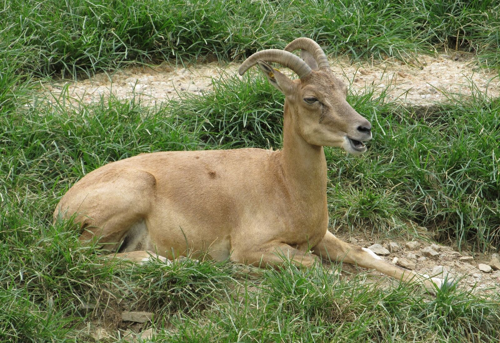 Canon PowerShot SX130 IS sample photo. Transcaspian urial, portrait, wildlife photography