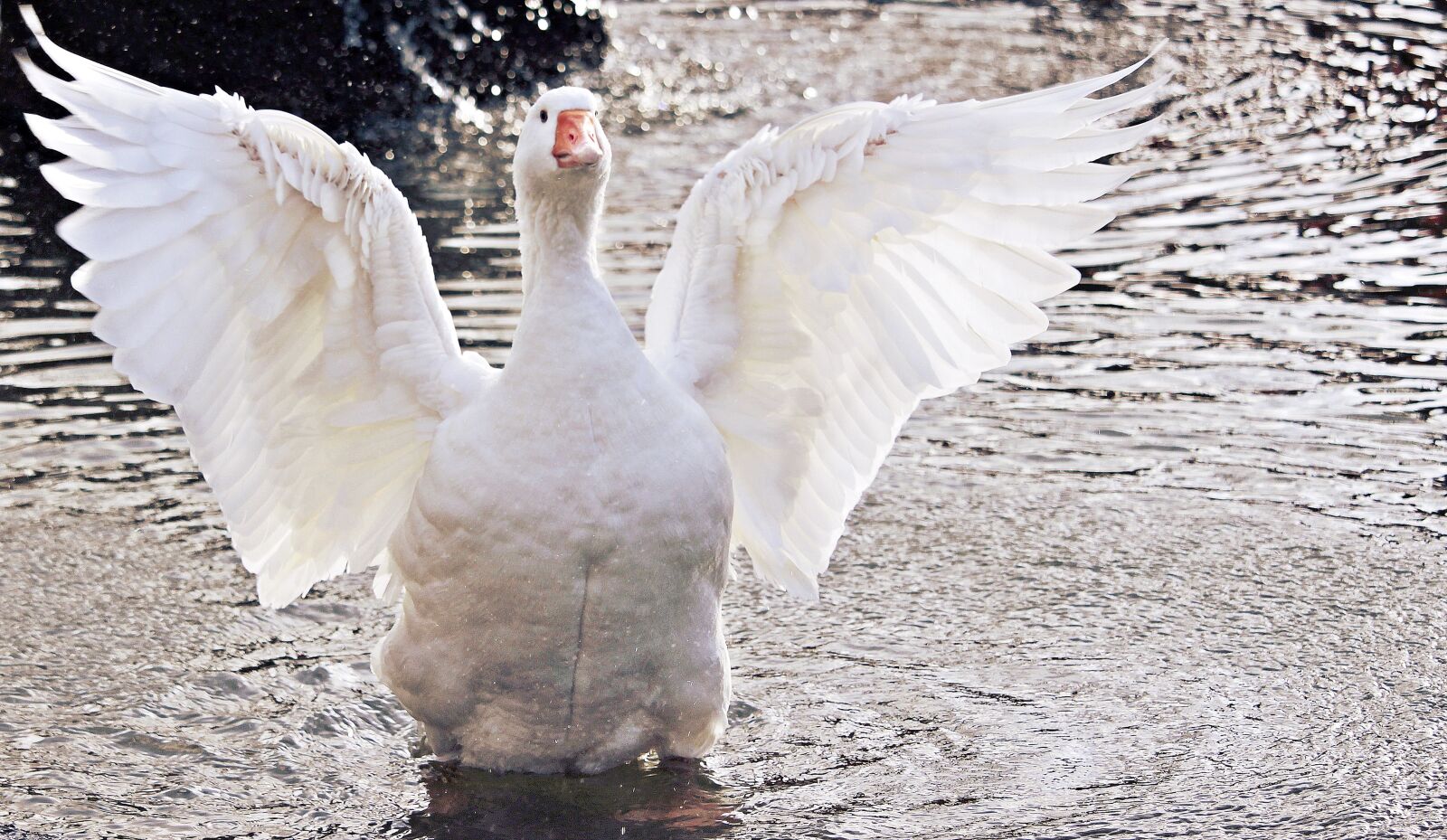 Canon EOS 100D (EOS Rebel SL1 / EOS Kiss X7) sample photo. Goose, domestic goose, poultry photography