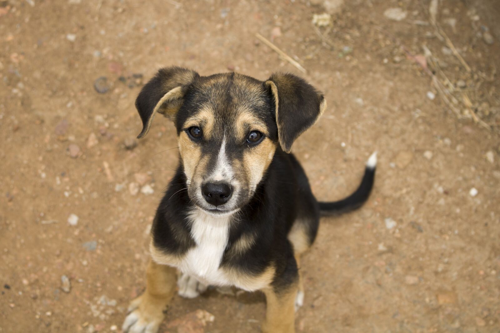 Canon EOS 750D (EOS Rebel T6i / EOS Kiss X8i) sample photo. Puppy, cute, pet photography