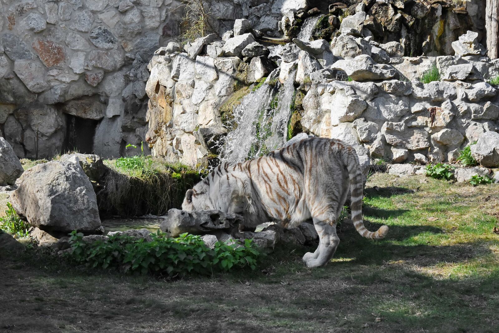 Nikon D5500 sample photo. Albino, bengal, wildlife, wild photography