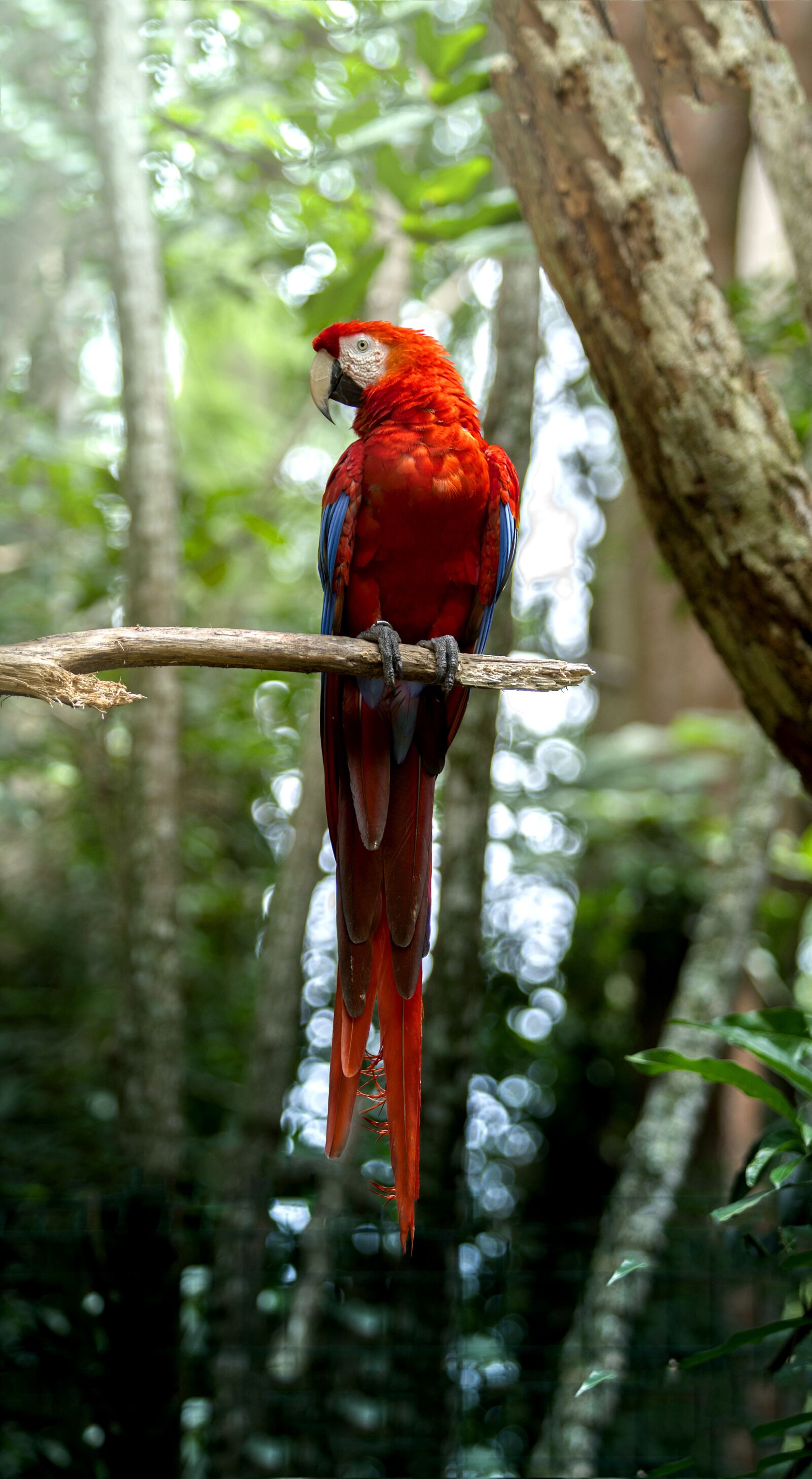 Sony a7R II + Canon EF 70-200mm F2.8L USM sample photo. Nature, bird, costa rica photography