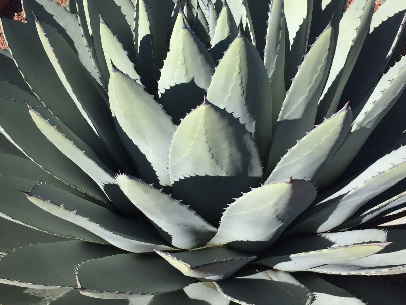 Apple iPhone 6 sample photo. Cactus, succulent, agave photography