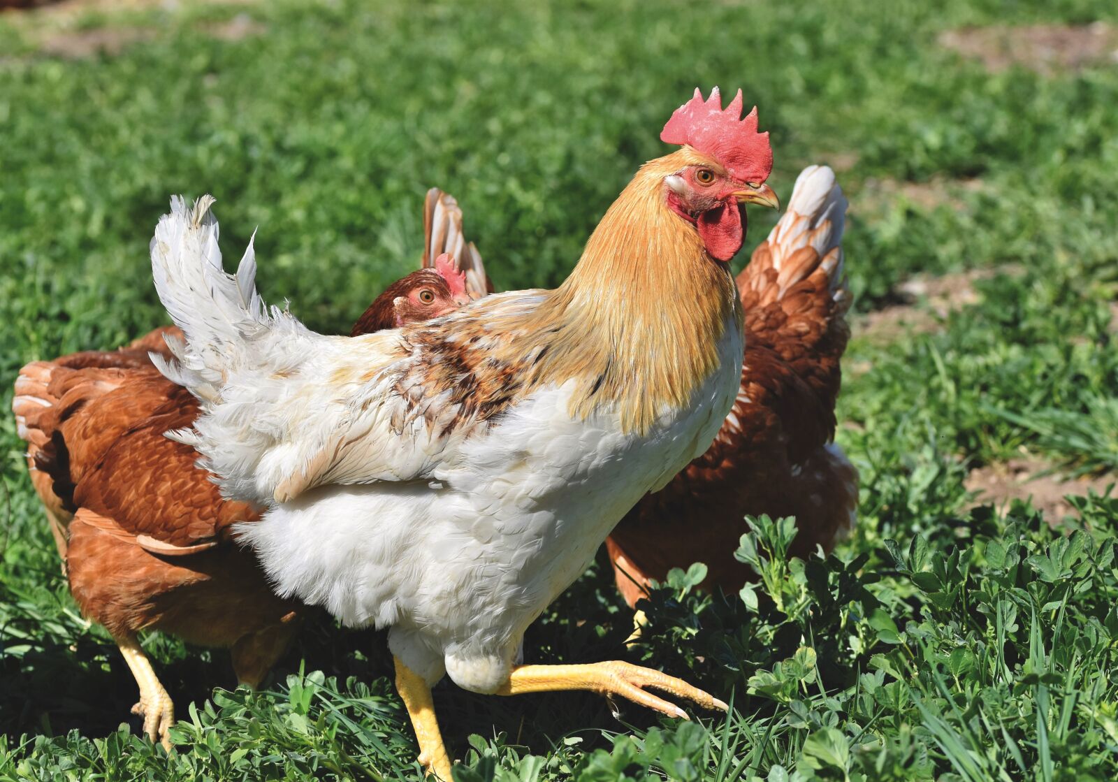 Nikon D7200 sample photo. Hahn, gockel, chicken photography