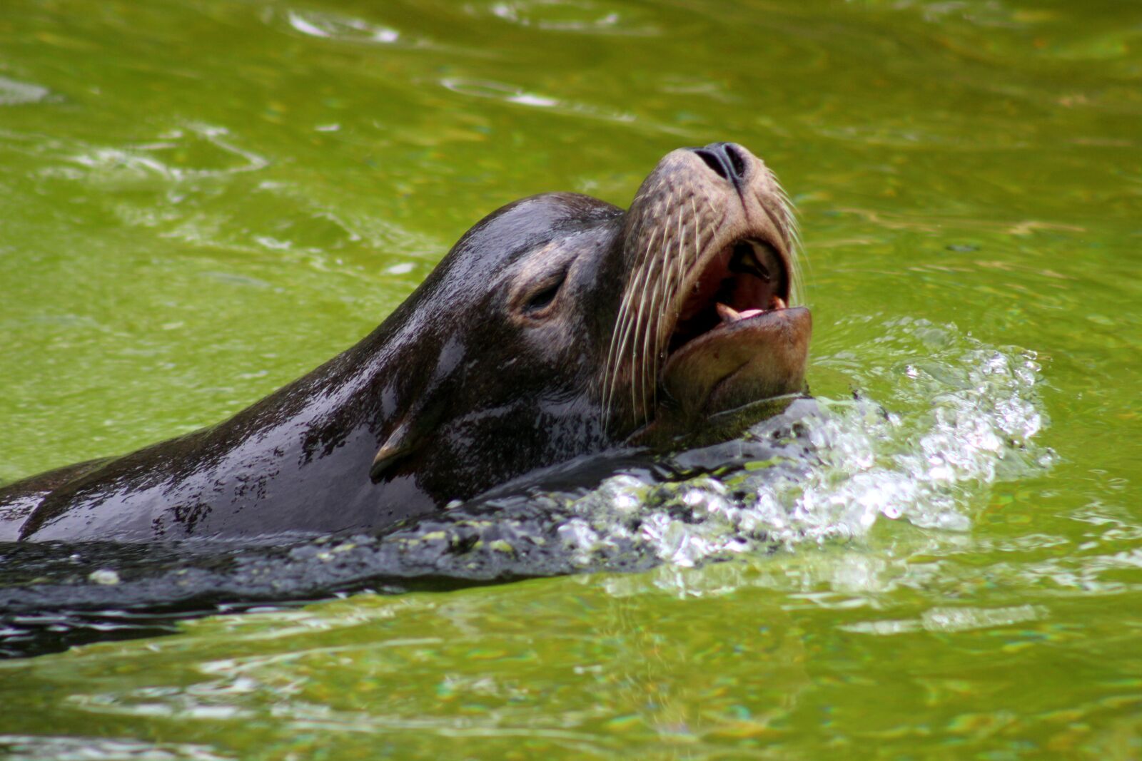 Canon EF75-300mm f/4-5.6 sample photo. Fur seal, zoo, animal photography