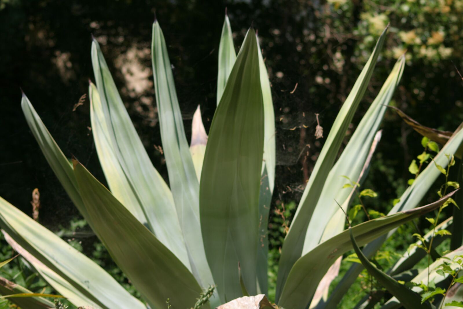 Canon EOS 350D (EOS Digital Rebel XT / EOS Kiss Digital N) sample photo. Agave, plants, tropic photography