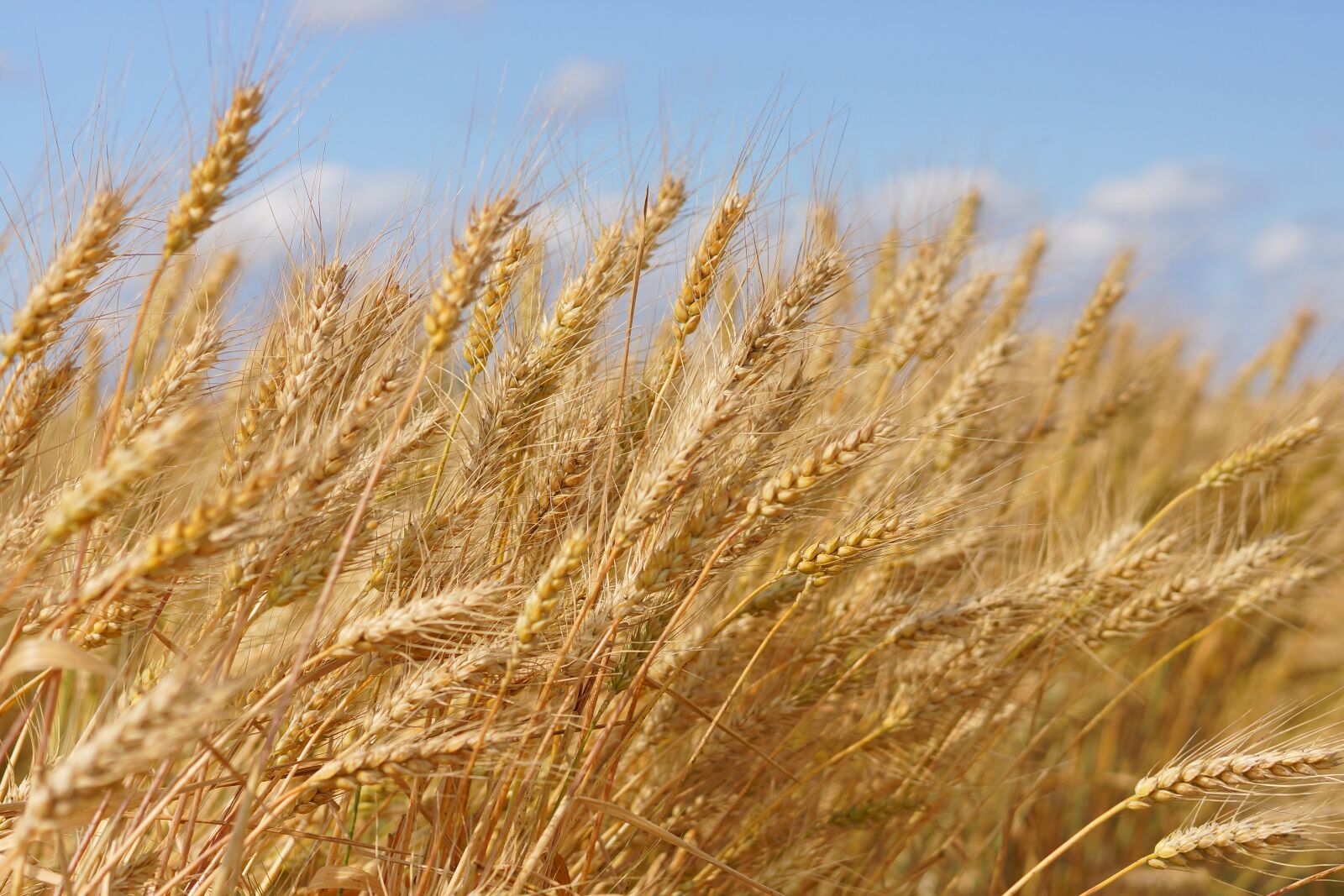Minolta AF 50mm F1.4 [New] sample photo. Grain, wheat, summer photography