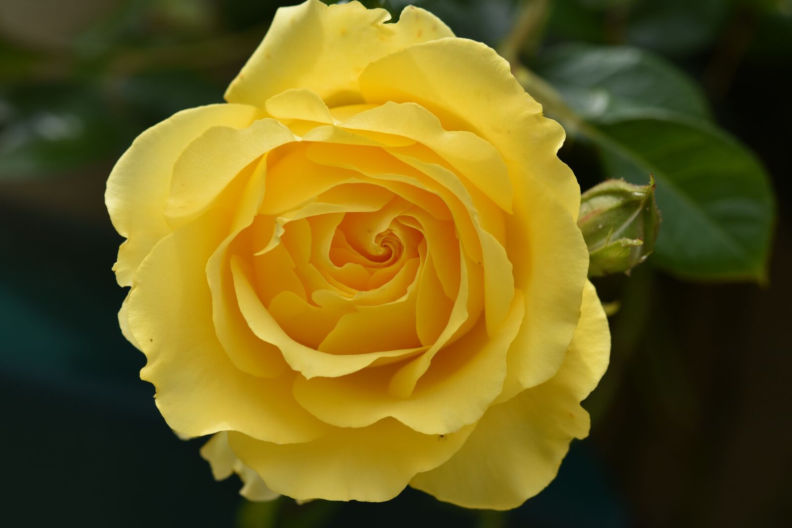 Nikon D5600 sample photo. Yellow rose, flower, plant photography