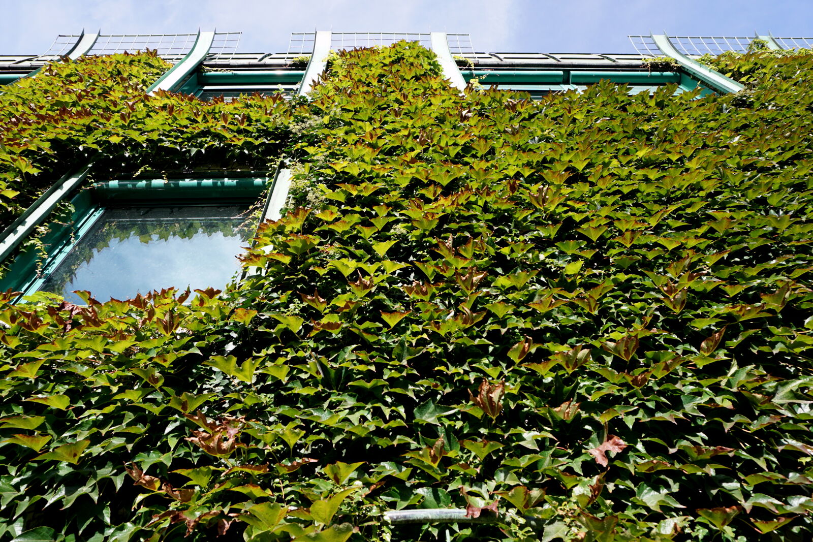 Sony E 16-50mm F3.5-5.6 PZ OSS sample photo. Building, green, ivy, library photography