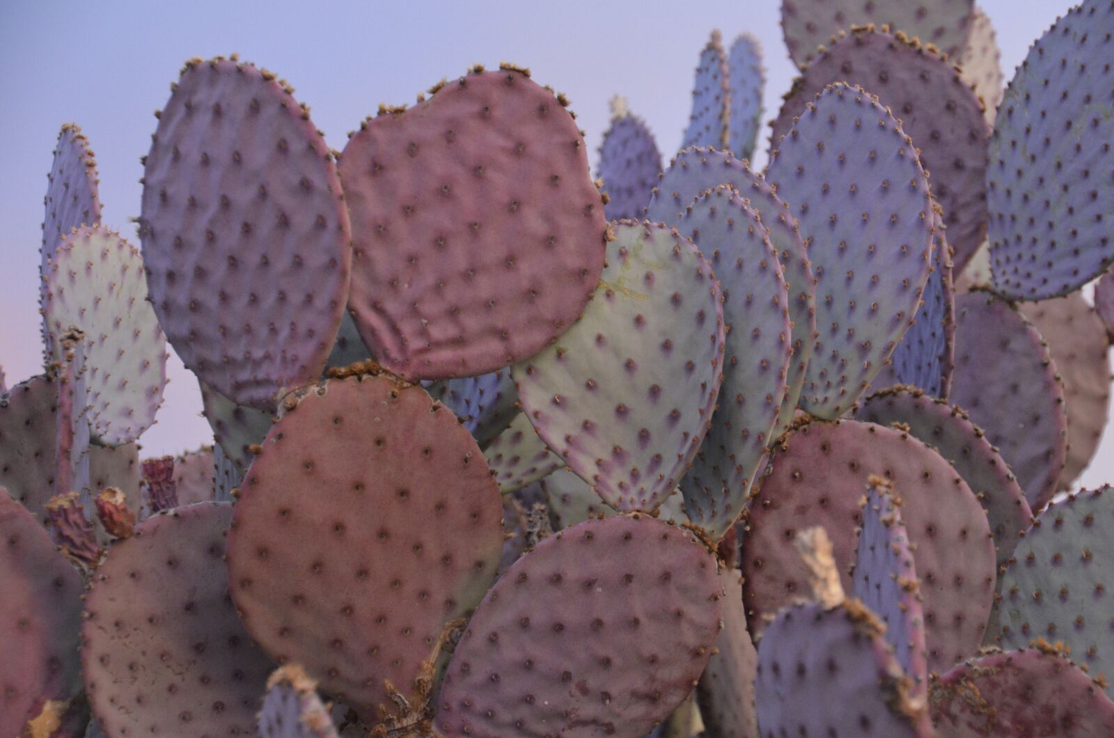 Nikon D5100 sample photo. Purple, prickly pear, cactus photography
