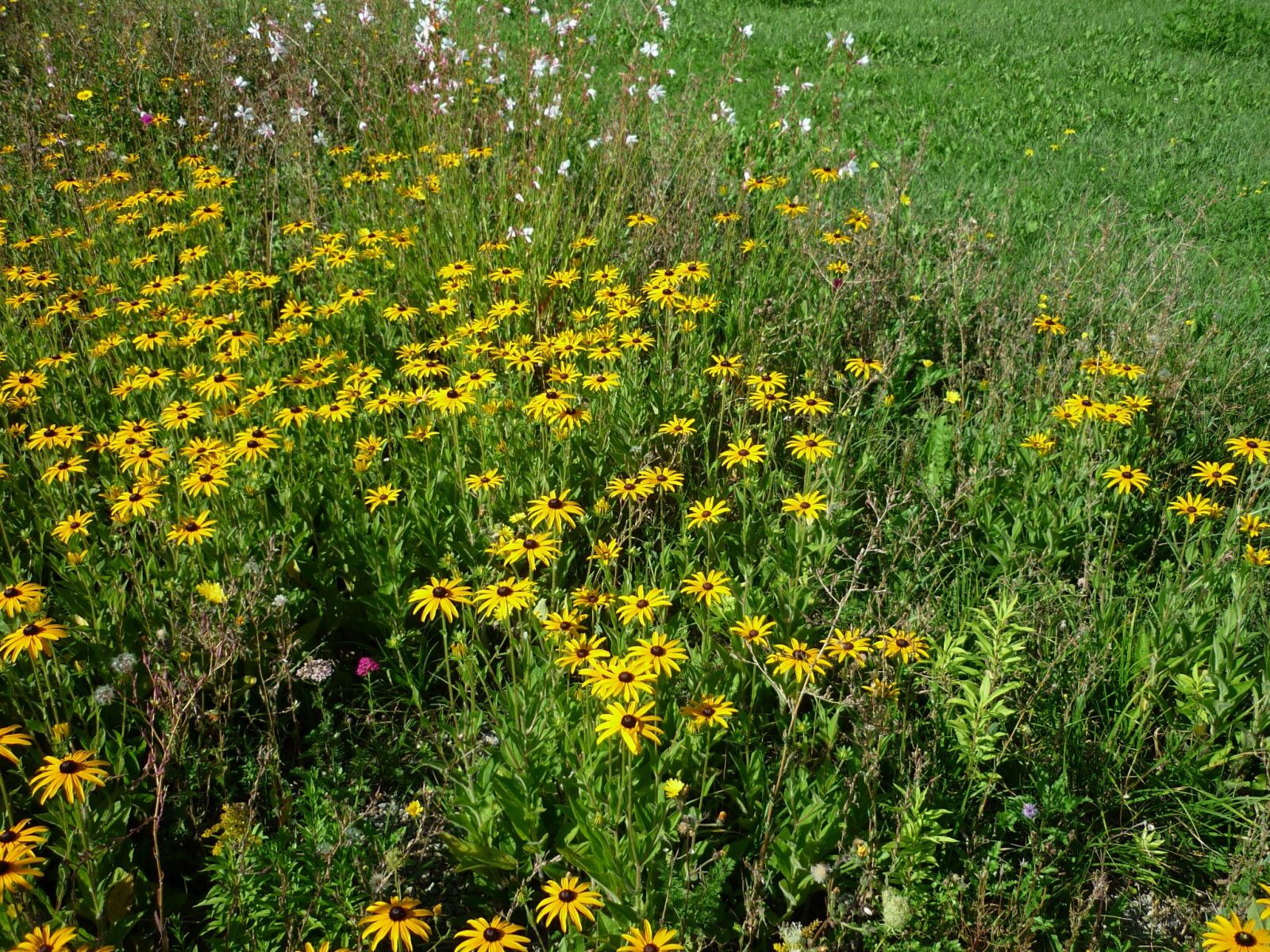 Panasonic Lumix DMC-FS6 sample photo. Sun hats, yellow, flower photography
